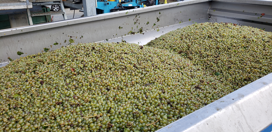 Grape harvest